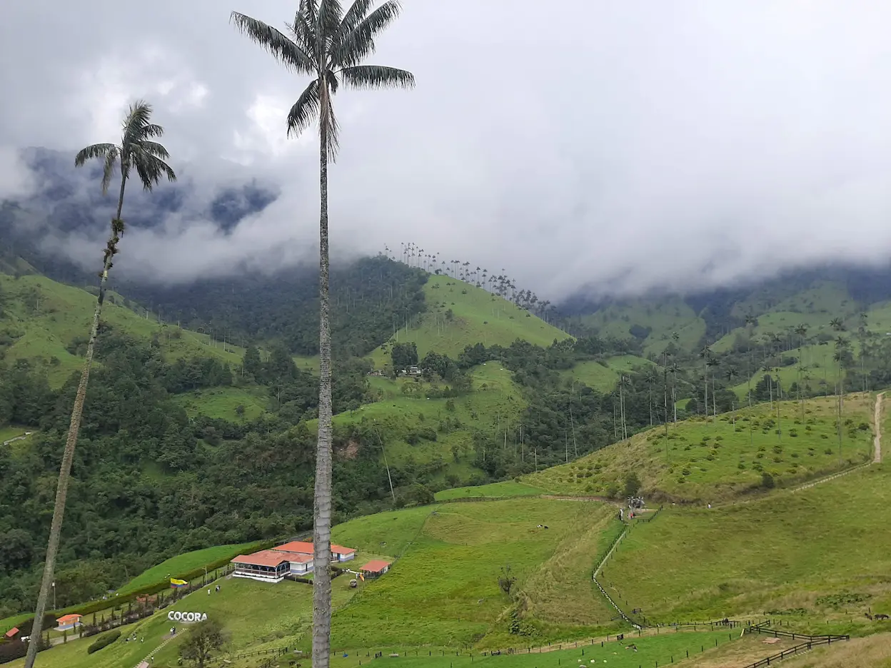 Paisaje del Valle de Cocora en Quindío Colombia