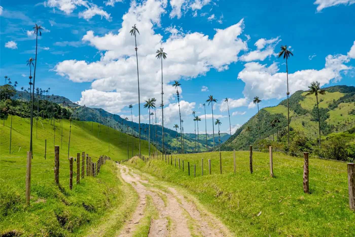 Paisaje del Valle de Cocora en Quindío Colombia