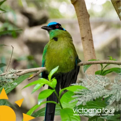 Paisaje natural del Quindío y experiencia turística Victoana Tour