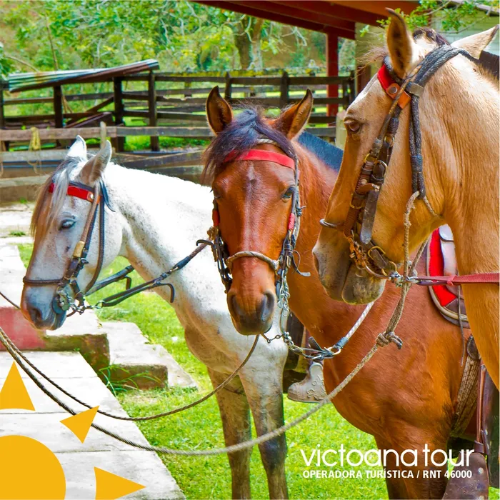 Cabalgatas por el Quindío